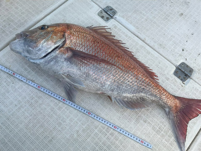 【ももたろう】釣果例