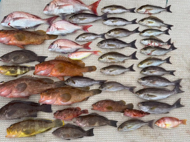 【ももたろう】釣果例