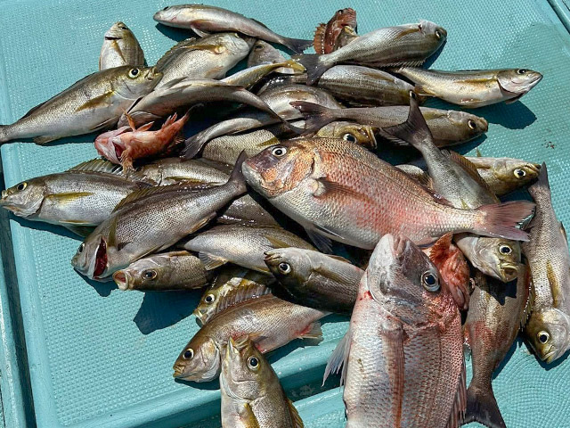 【ももたろう】釣果例