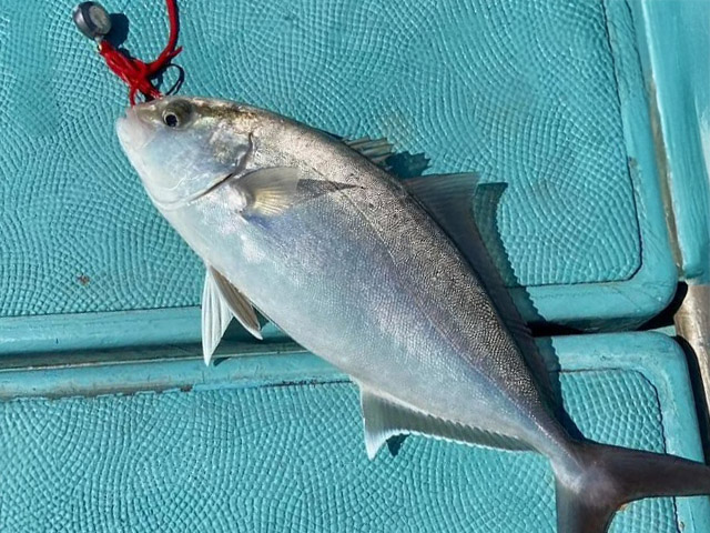 【ももたろう】釣果例