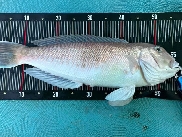 【ももたろう】釣果例