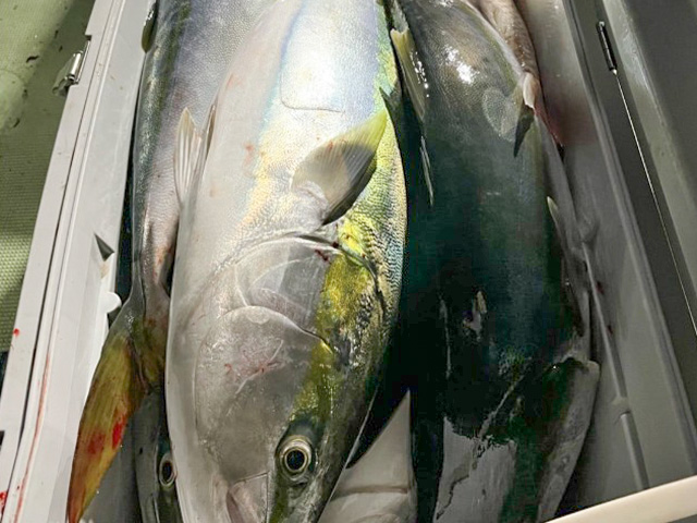【海照丸】ブリの釣果