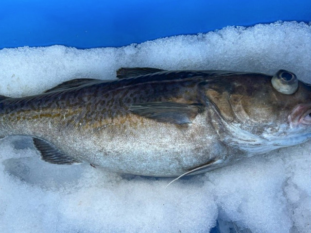 【海照丸】マダラの釣果