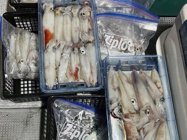 【spring】釣果例