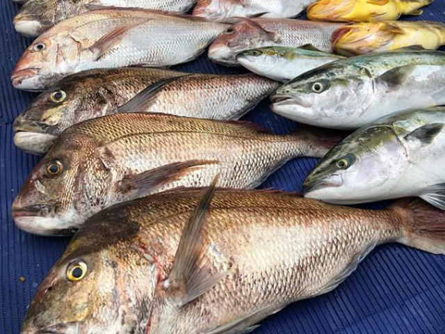 【遊漁船TRIDENTfisherman】釣果例
