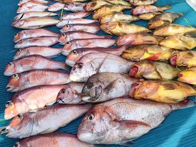 【遊漁船TRIDENTfisherman】釣果例
