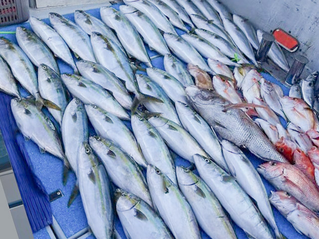 【遊漁船TRIDENTfisherman】釣果例