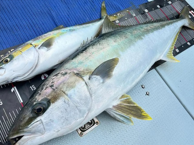 【遊漁船TRIDENTfisherman】釣果例