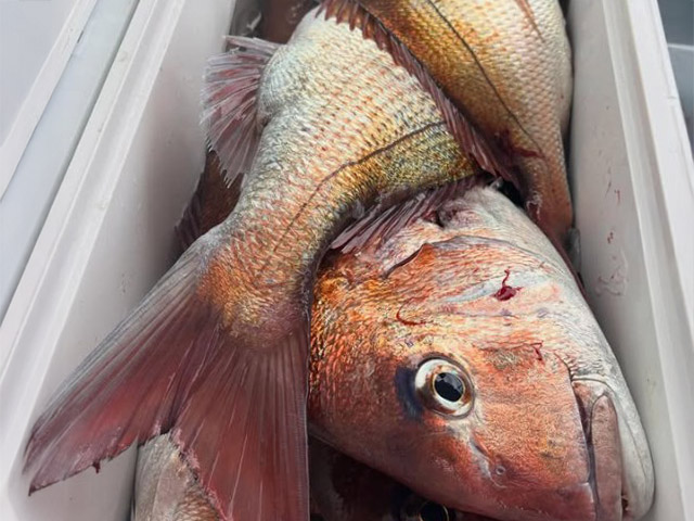 【剛雄丸】釣果例