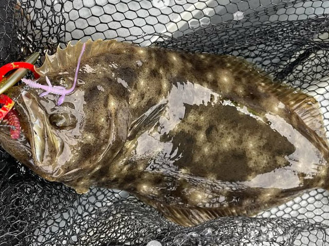 【剛雄丸】釣果例