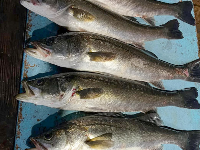 【松盛丸】釣果例